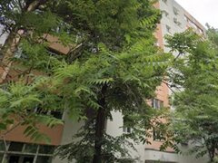 Lacul Tei, Teiul Doamnei, 5 minute Facultatea de Constructii